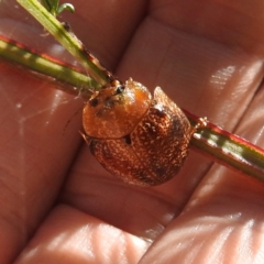 Paropsisterna sp. (genus) at Lake Burley Griffin West - 31 Mar 2024