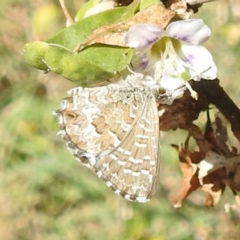 Theclinesthes serpentata (Saltbush Blue) at Lake Burley Griffin West - 31 Mar 2024 by HelenCross