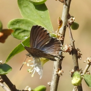 Theclinesthes serpentata at Black Mountain Peninsula (PEN) - 31 Mar 2024