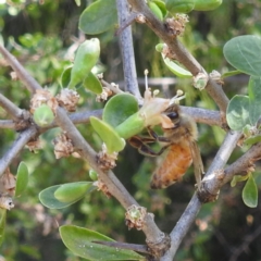Apis mellifera (European honey bee) at Acton, ACT - 31 Mar 2024 by HelenCross