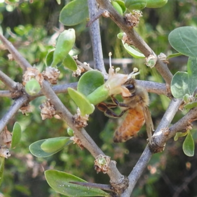 Apis mellifera (European honey bee) at Lake Burley Griffin West - 31 Mar 2024 by HelenCross