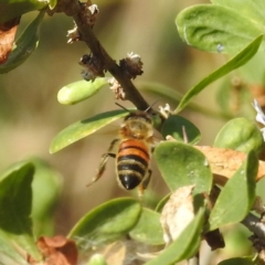 Apis mellifera at Black Mountain Peninsula (PEN) - 31 Mar 2024 12:06 PM