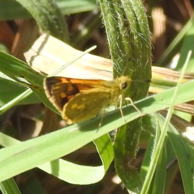 Ocybadistes walkeri (Green Grass-dart) at Acton, ACT - 31 Mar 2024 by HelenCross