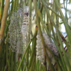 Anestia (genus) (A tiger moth) at Lake Burley Griffin West - 31 Mar 2024 by HelenCross