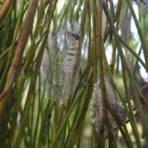 Anestia (genus) at Black Mountain Peninsula (PEN) - 31 Mar 2024 12:11 PM