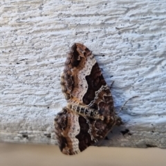 Chrysolarentia lucidulata at QPRC LGA - 11 Feb 2024