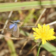 Theclinesthes serpentata (Saltbush Blue) at Acton, ACT - 31 Mar 2024 by HelenCross