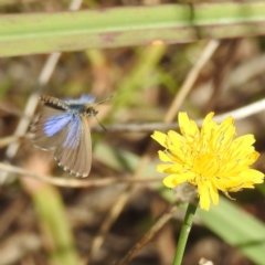 Theclinesthes serpentata (Saltbush Blue) at Black Mountain Peninsula (PEN) - 31 Mar 2024 by HelenCross