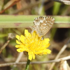 Theclinesthes serpentata at Black Mountain Peninsula (PEN) - 31 Mar 2024