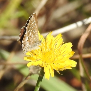 Theclinesthes serpentata at Black Mountain Peninsula (PEN) - 31 Mar 2024