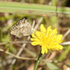 Theclinesthes serpentata at Black Mountain Peninsula (PEN) - 31 Mar 2024