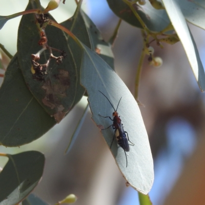Braconidae (family) (Unidentified braconid wasp) at Acton, ACT - 31 Mar 2024 by HelenCross
