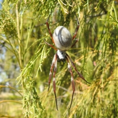 Trichonephila edulis at Black Mountain Peninsula (PEN) - 31 Mar 2024 12:22 PM