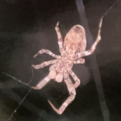 Philoponella congregabilis (Social house spider) at Parkes, ACT - 31 Mar 2024 by Hejor1