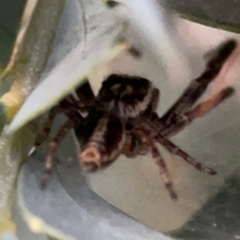 Unidentified Jumping or peacock spider (Salticidae) at Parkes, ACT - 31 Mar 2024 by Hejor1