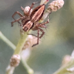 Oxyopes sp. (genus) (Lynx spider) at Parkes, ACT - 31 Mar 2024 by Hejor1