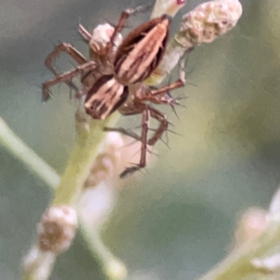Oxyopes sp. (genus) (Lynx spider) at Mount Ainslie to Black Mountain - 31 Mar 2024 by Hejor1