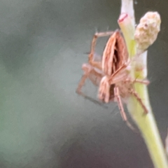 Oxyopes (genus) at Mount Ainslie to Black Mountain - 31 Mar 2024 06:59 PM