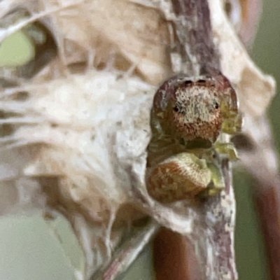 Unidentified Jumping or peacock spider (Salticidae) at Parkes, ACT - 31 Mar 2024 by Hejor1