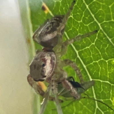 Unidentified Jumping or peacock spider (Salticidae) at Parkes, ACT - 31 Mar 2024 by Hejor1