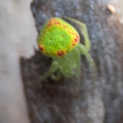 Araneus circulissparsus (species group) at Commonwealth Park (CWP) - 31 Mar 2024