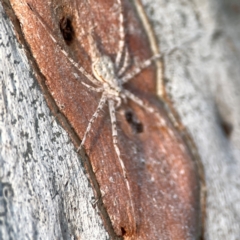 Tamopsis sp. (genus) (Two-tailed spider) at Mount Ainslie to Black Mountain - 31 Mar 2024 by Hejor1