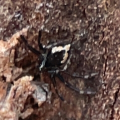 Euryopis splendens (Splendid tick spider) at Parkes, ACT - 31 Mar 2024 by Hejor1