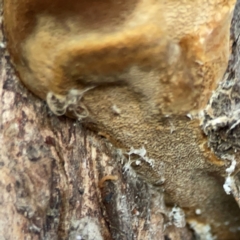 Phellinus sp. (non-resupinate) (A polypore) at Commonwealth & Kings Parks - 31 Mar 2024 by Hejor1