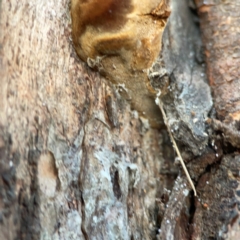 Phellinus sp. (non-resupinate) at Mount Ainslie to Black Mountain - 31 Mar 2024 06:00 PM