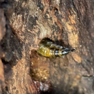 Pterygophorinae (subfamily) at Mount Ainslie to Black Mountain - 31 Mar 2024