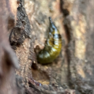 Pterygophorinae (subfamily) at Mount Ainslie to Black Mountain - 31 Mar 2024