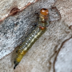 Pterygophorinae (subfamily) at Mount Ainslie to Black Mountain - 31 Mar 2024