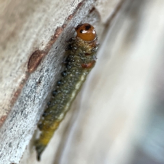 Pterygophorinae (subfamily) at Mount Ainslie to Black Mountain - 31 Mar 2024