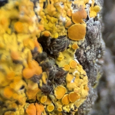 Xanthoria sp. (A lichen) at Commonwealth & Kings Parks - 31 Mar 2024 by Hejor1