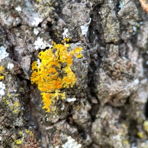 Xanthoria sp. at Commonwealth Park (CWP) - 31 Mar 2024