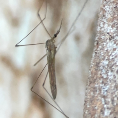 Limoniidae (family) (Unknown Limoniid Crane Fly) at Parkes, ACT - 31 Mar 2024 by Hejor1