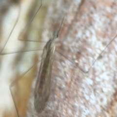 Limoniidae (family) at Commonwealth Park (CWP) - 31 Mar 2024