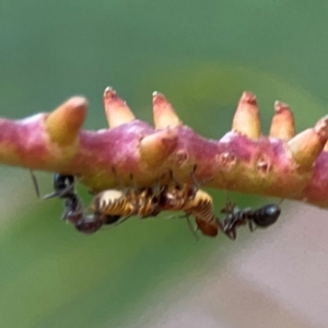 Iridomyrmex sp. (genus) at Commonwealth Park (CWP) - 31 Mar 2024