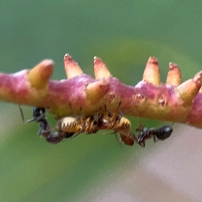 Iridomyrmex sp. (genus) (Ant) at Mount Ainslie to Black Mountain - 31 Mar 2024 by Hejor1