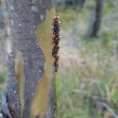 Carex incomitata (Hillside Sedge) at Namadgi National Park - 30 Mar 2024 by WalkYonder
