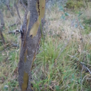 Carex incomitata at Namadgi National Park - 31 Mar 2024