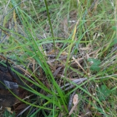 Carex incomitata at Namadgi National Park - 31 Mar 2024 07:56 AM