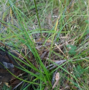 Carex incomitata at Namadgi National Park - 31 Mar 2024 07:56 AM