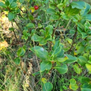 Coprosma hirtella at Namadgi National Park - 30 Mar 2024