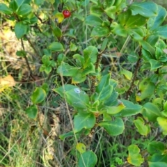 Coprosma hirtella (Currant Bush) at Namadgi National Park - 30 Mar 2024 by WalkYonder