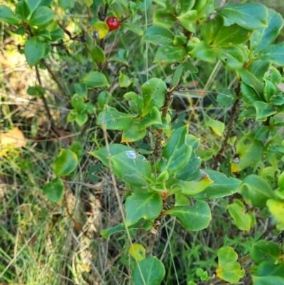 Coprosma hirtella (Currant Bush) at Namadgi National Park - 30 Mar 2024 by WalkYonder