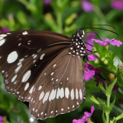 Unidentified Nymph (Nymphalidae) at Brisbane City, QLD - 30 Mar 2024 by TimL