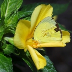 Unidentified White & Yellow (Pieridae) at Brisbane City, QLD - 30 Mar 2024 by TimL