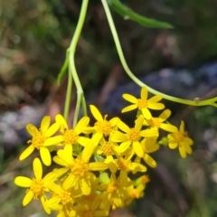 Senecio linearifolius (Fireweed Groundsel, Fireweed) at Tharwa, ACT - 30 Mar 2024 by WalkYonder