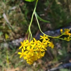 Senecio linearifolius at Namadgi National Park - 30 Mar 2024 01:10 PM